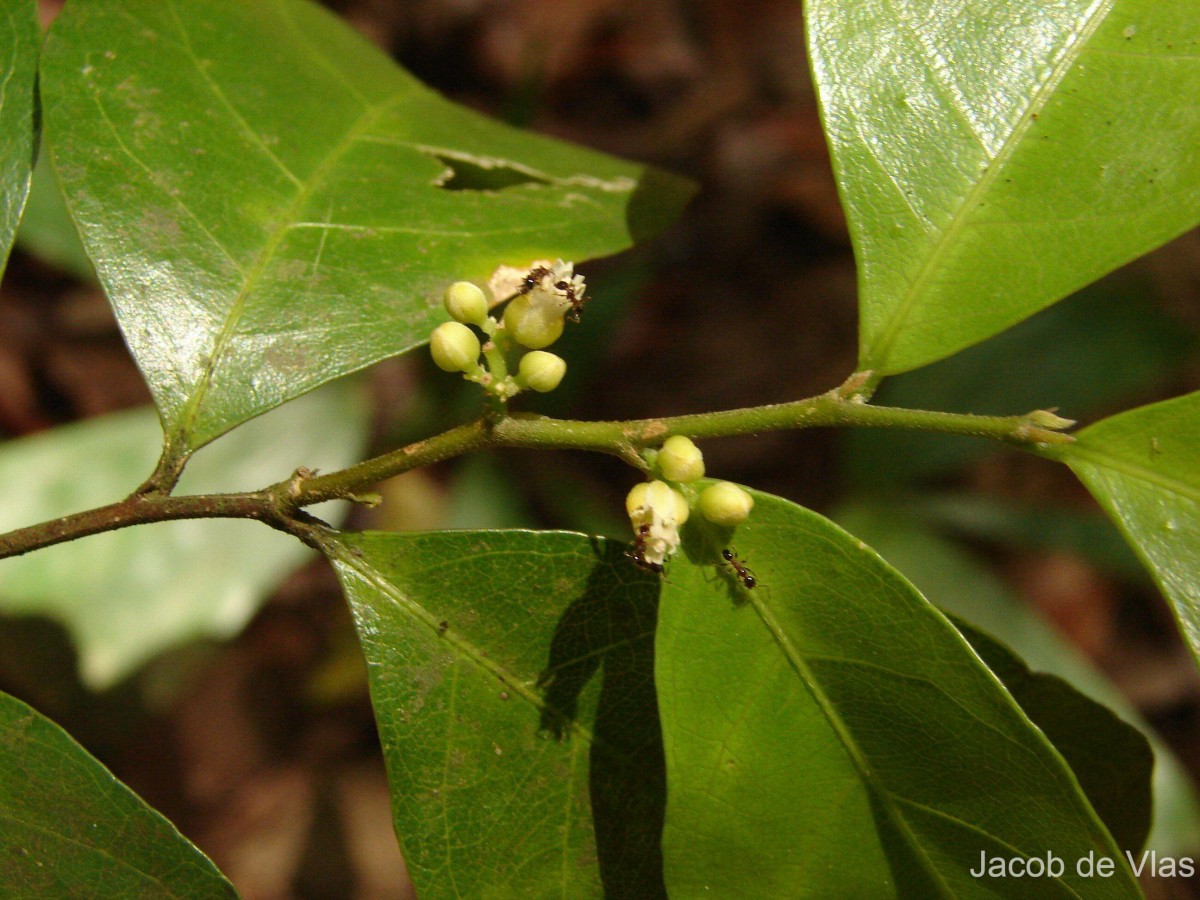 Dichapetalum zeylanicum Kosterm.
